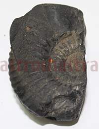 Shaligram 1079 195gm
